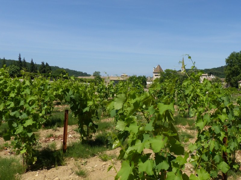 vins